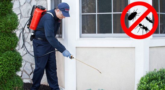 Kağıthane Pire İlaçlama böcek ilaçlama ve haşere kontrolü — ilaclama-tr.com